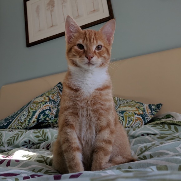 Meet your Posher, Lydia - Picture 1 of 1